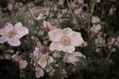 Engla and the Garden.