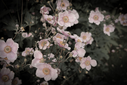 Engla and the Garden.
